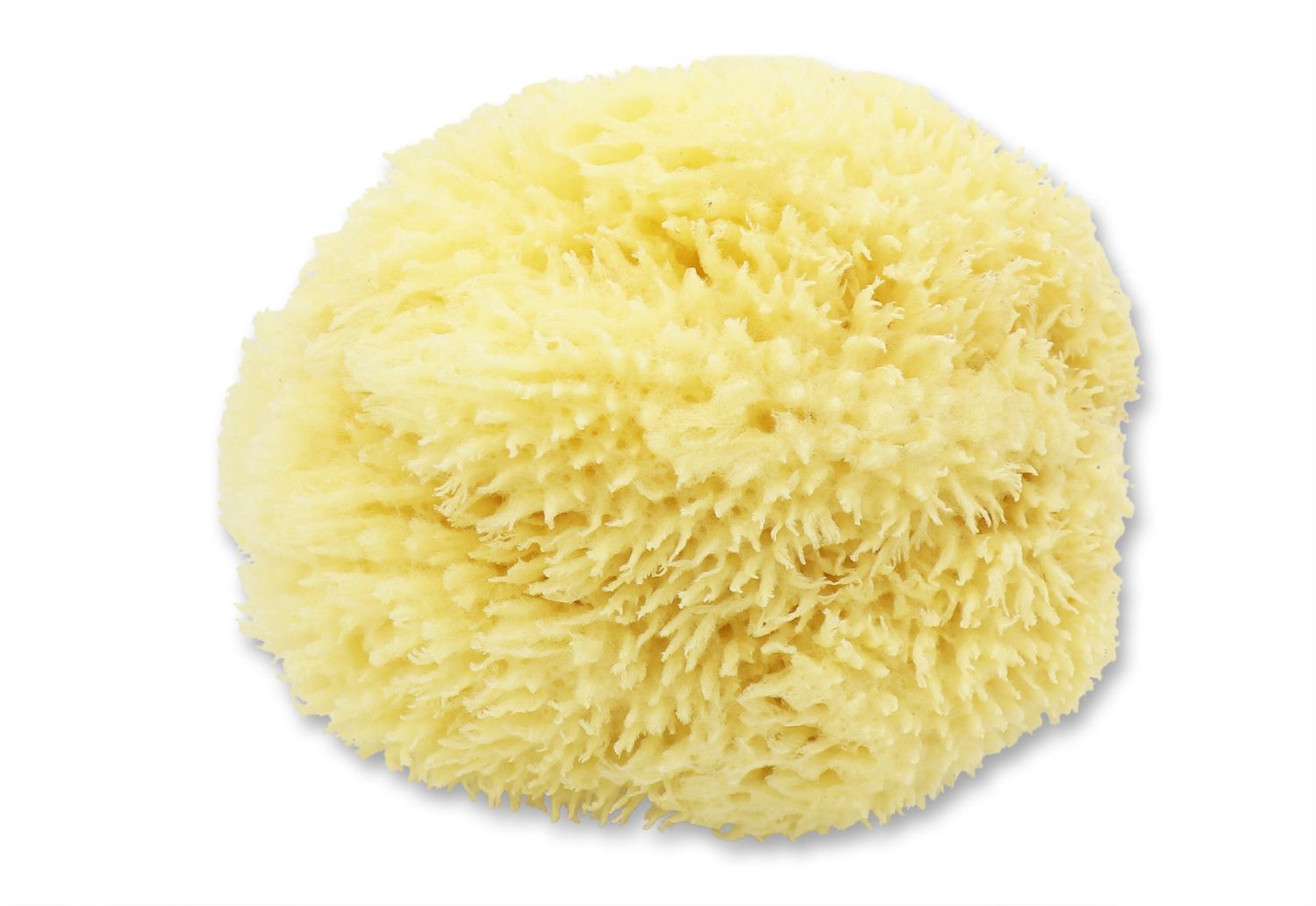 Levantiner Schwamm Badeschwamm Babyschwamm aus dem Mittelmeer extra weich Ø 12 cm 2 Levantiner Schwamm Badeschwamm Babyschwamm aus dem Mittelmeer extra weich Ø 12 cm – Bild 2