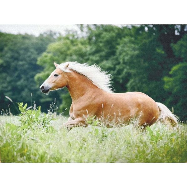 Traumduft Dekoset Tischset Platzdeckchen Platzset Haflinger waschbar 40 x 30 cm