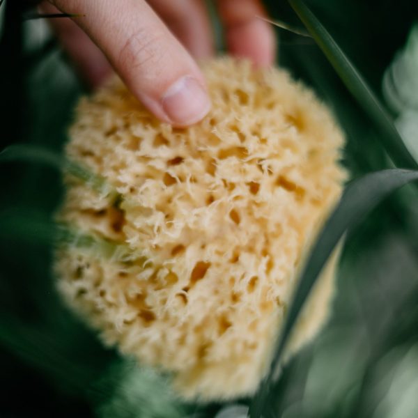 Croll & Denecke Naturschwamm Badeschwamm dem Mittelmeer circa 12 × 5,5 × 12,5 cm 13 IMG 0907 1