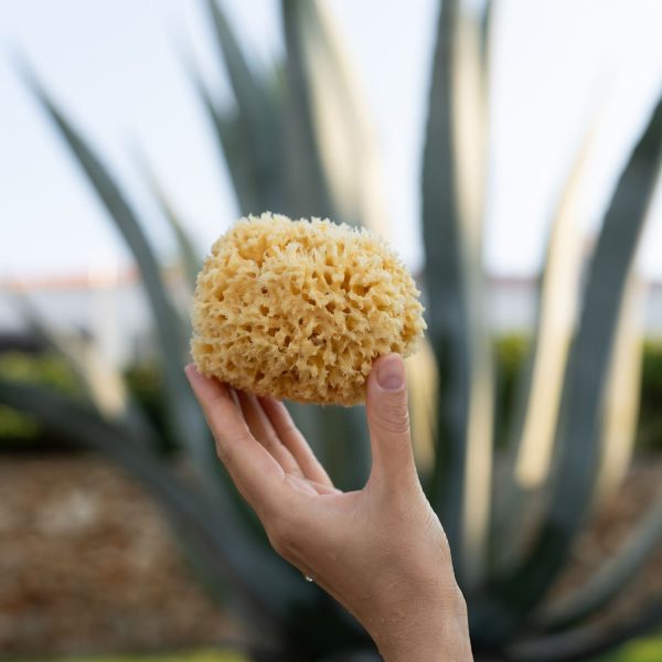 Croll & Denecke Naturschwamm Badeschwamm dem Mittelmeer 12 × 5,5 × 16,5 cm 9 M100 sponge M