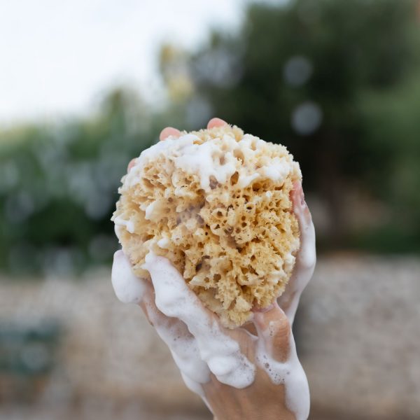 Croll & Denecke Naturschwamm Badeschwamm dem Mittelmeer 12 × 5,5 × 16,5 cm 11 M130 sponge foam2