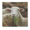 Traumduft 20 Stück Servietten 3-Lagig Schaf Lizzi 33x33 cm Dekor Papierservietten 4 Schaf