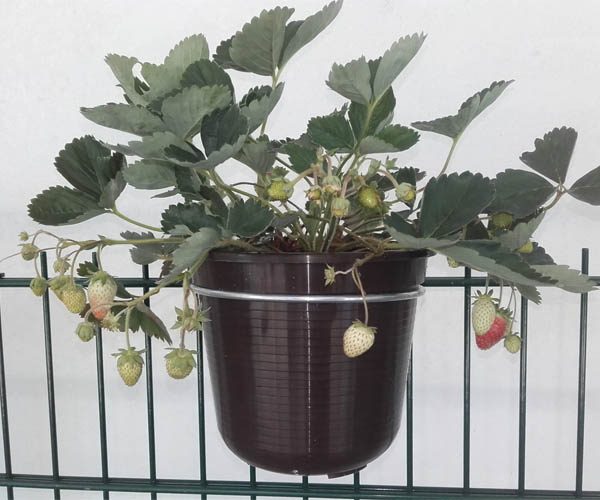 Blumentopfhalter verzinkter Stahldraht für Doppelstab Gitter- und Gabionen Zäune 32 Unbenannt 1 57